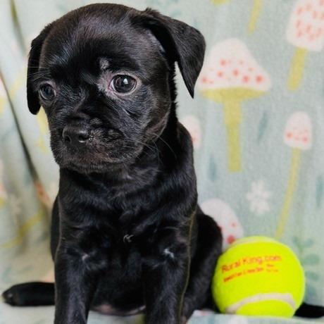 Enlarge Monica, a Adoptable mixed breed in Williston, FL image 3/6