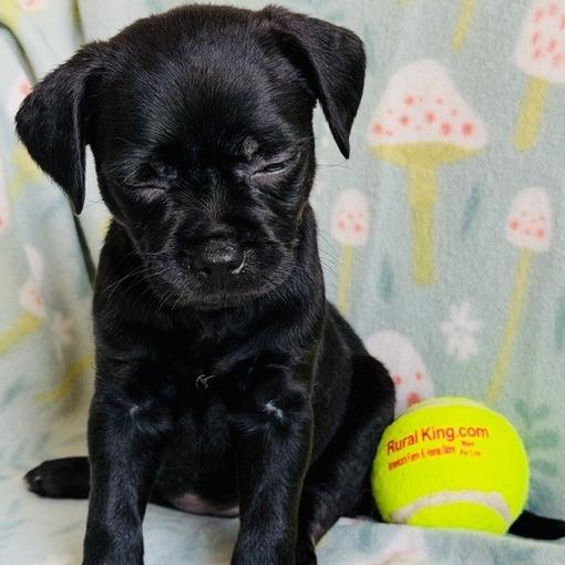 Enlarge Monica, a Adoptable mixed breed in Williston, FL image 4/6