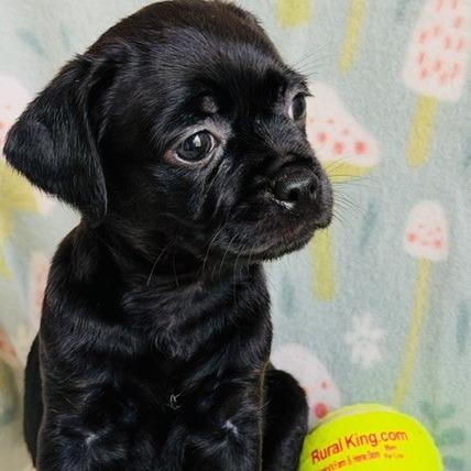 Enlarge Monica, a Adoptable mixed breed in Williston, FL image 5/6