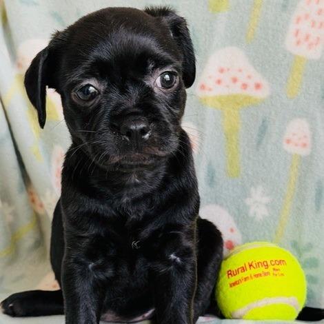 Enlarge Monica, a Adoptable mixed breed in Williston, FL image 6/6