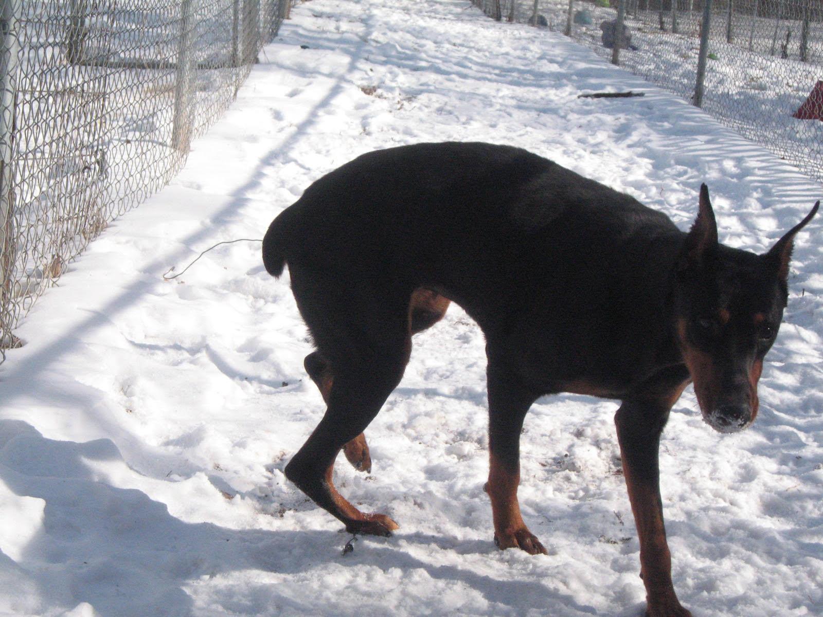 Kendall, ADOPTABLE, Young Female Doberman Pinscher.