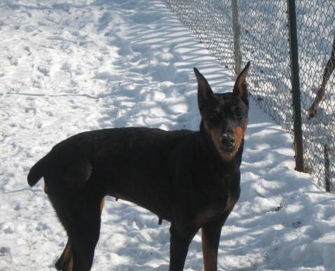 Enlarge Kendall, a ADOPTABLE Doberman Pinscher in Barrington, IL image 2/4
