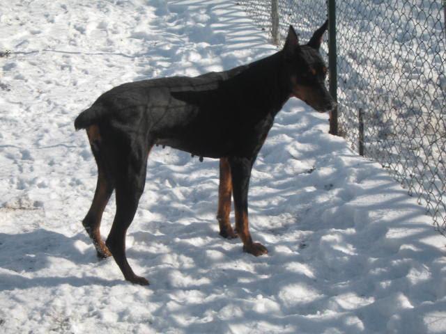 Enlarge Kendall, a ADOPTABLE Doberman Pinscher in Barrington, IL image 3/4