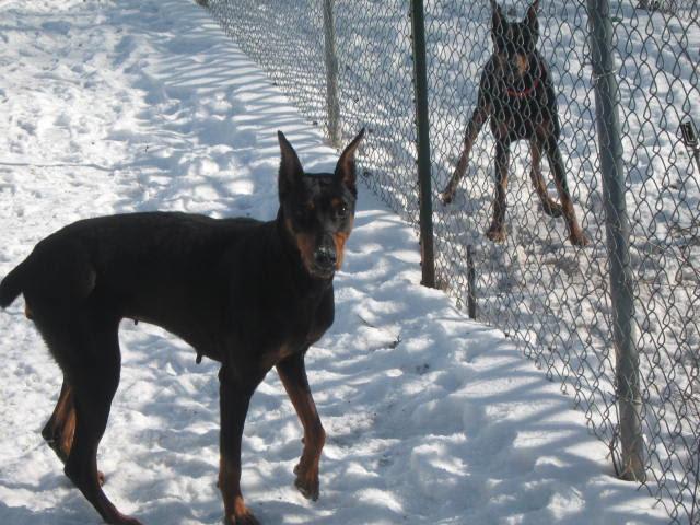 Enlarge Kendall, a ADOPTABLE Doberman Pinscher in Barrington, IL image 4/4