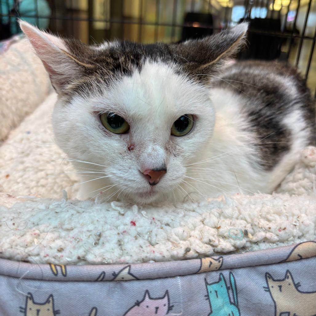 Nora Bedford NYE_2, Adoptable, Adult Female Domestic Short Hair.