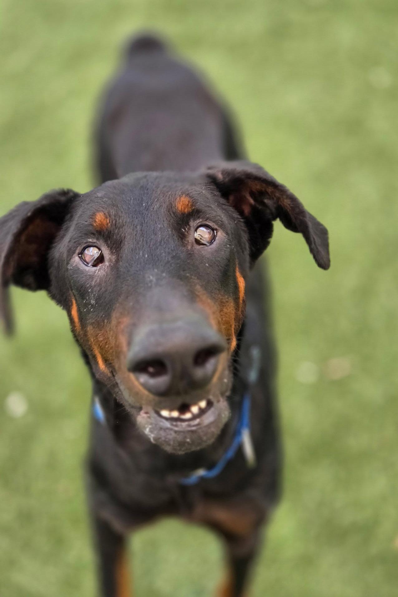 Bob 3560, Adoptable, Young Male Doberman Pinscher.