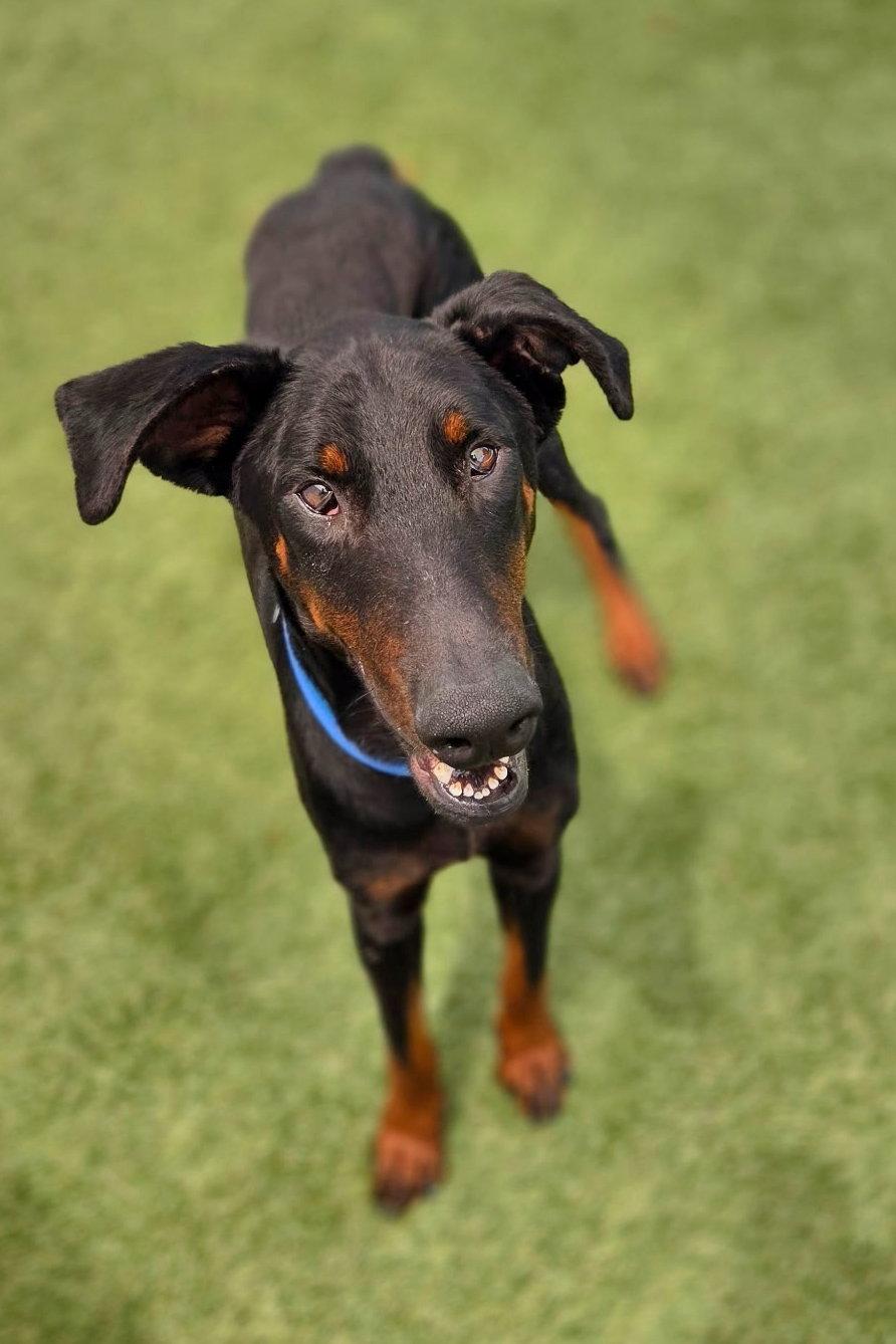 Enlarge Bob 3560, a Adoptable Doberman Pinscher in Oakland Park, FL image 2/2
