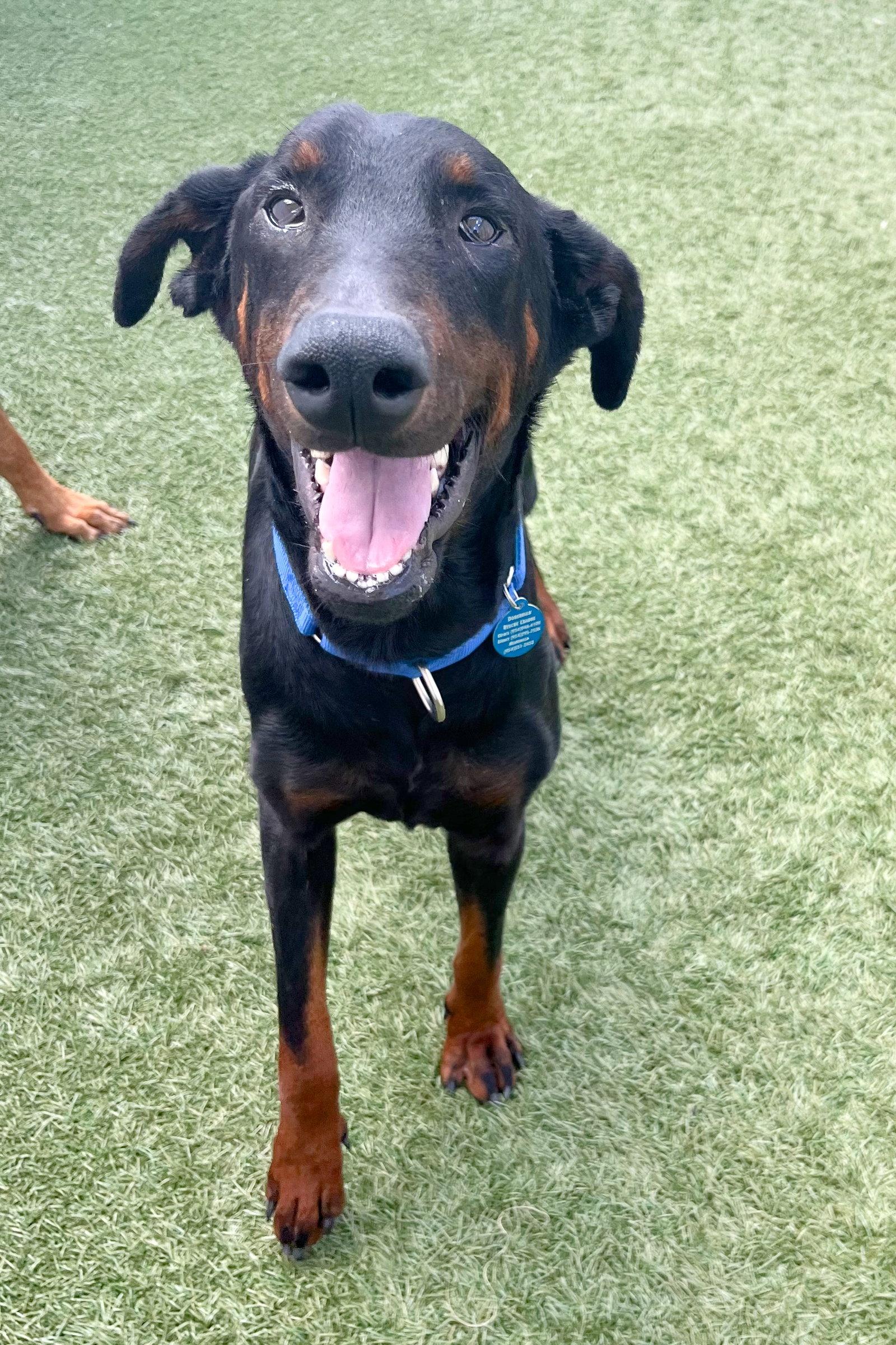 Enlarge Bob 3560, a Adoptable Doberman Pinscher in Oakland Park, FL image 3/3