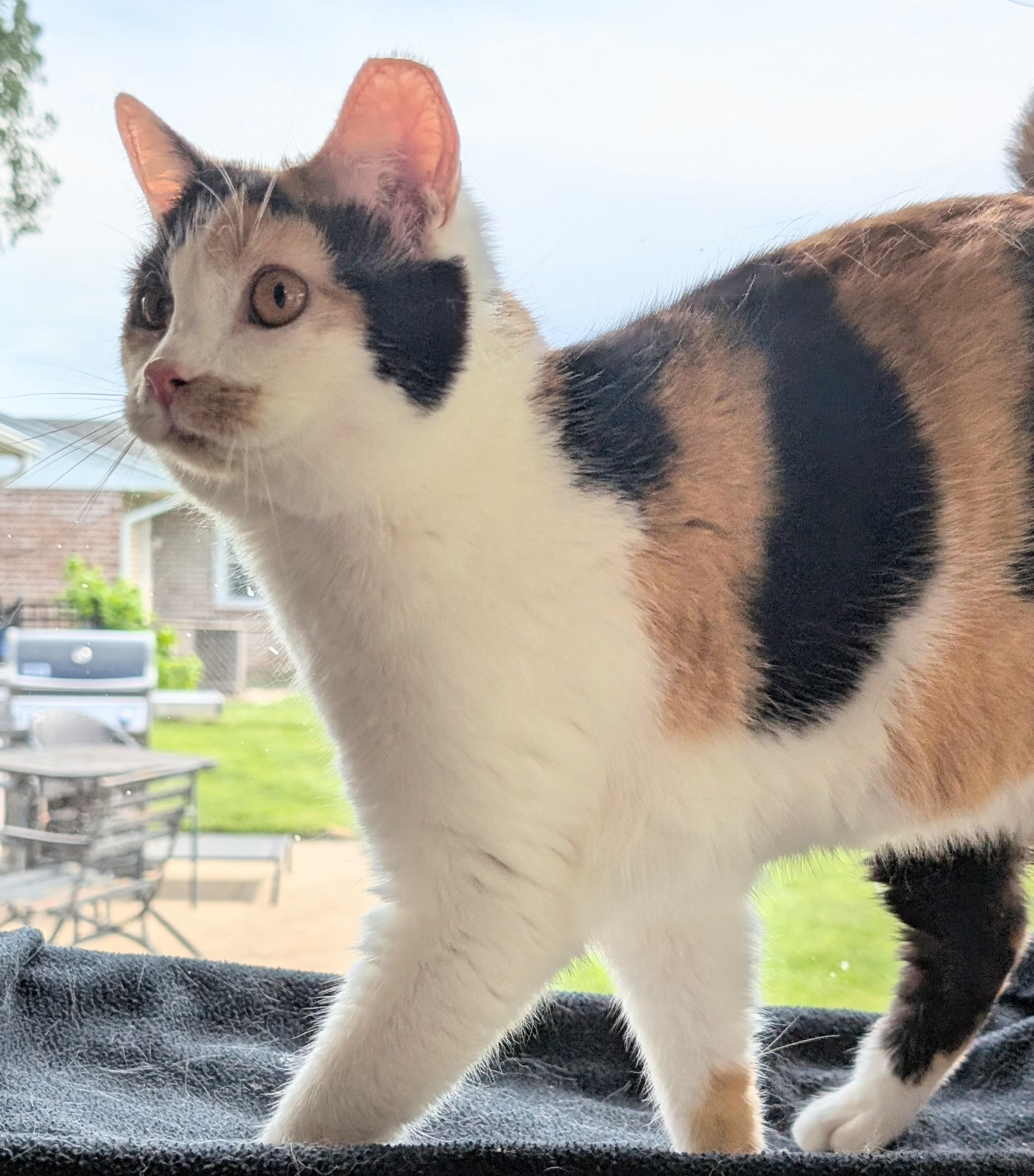 Mz. Gee, a ADOPTABLE Domestic Short Hair in Quincy, OH image 3/6