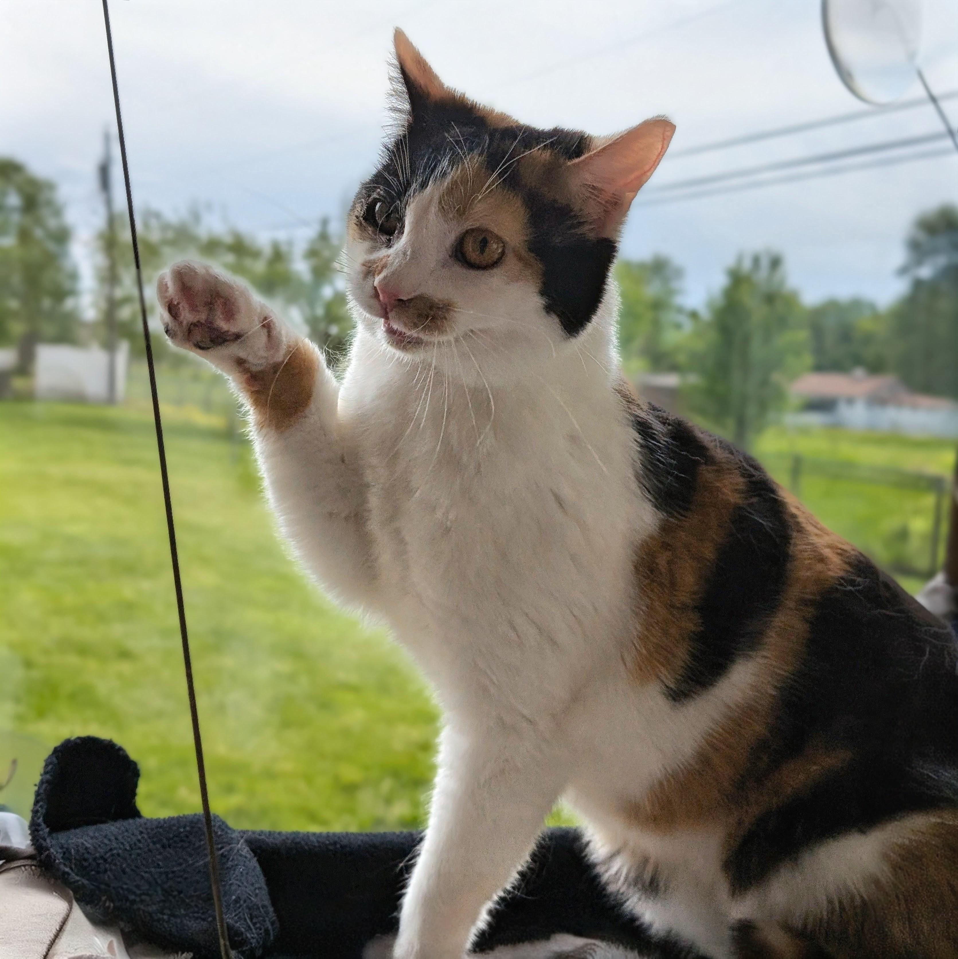 Mz. Gee, ADOPTABLE, Young Female Domestic Short Hair.