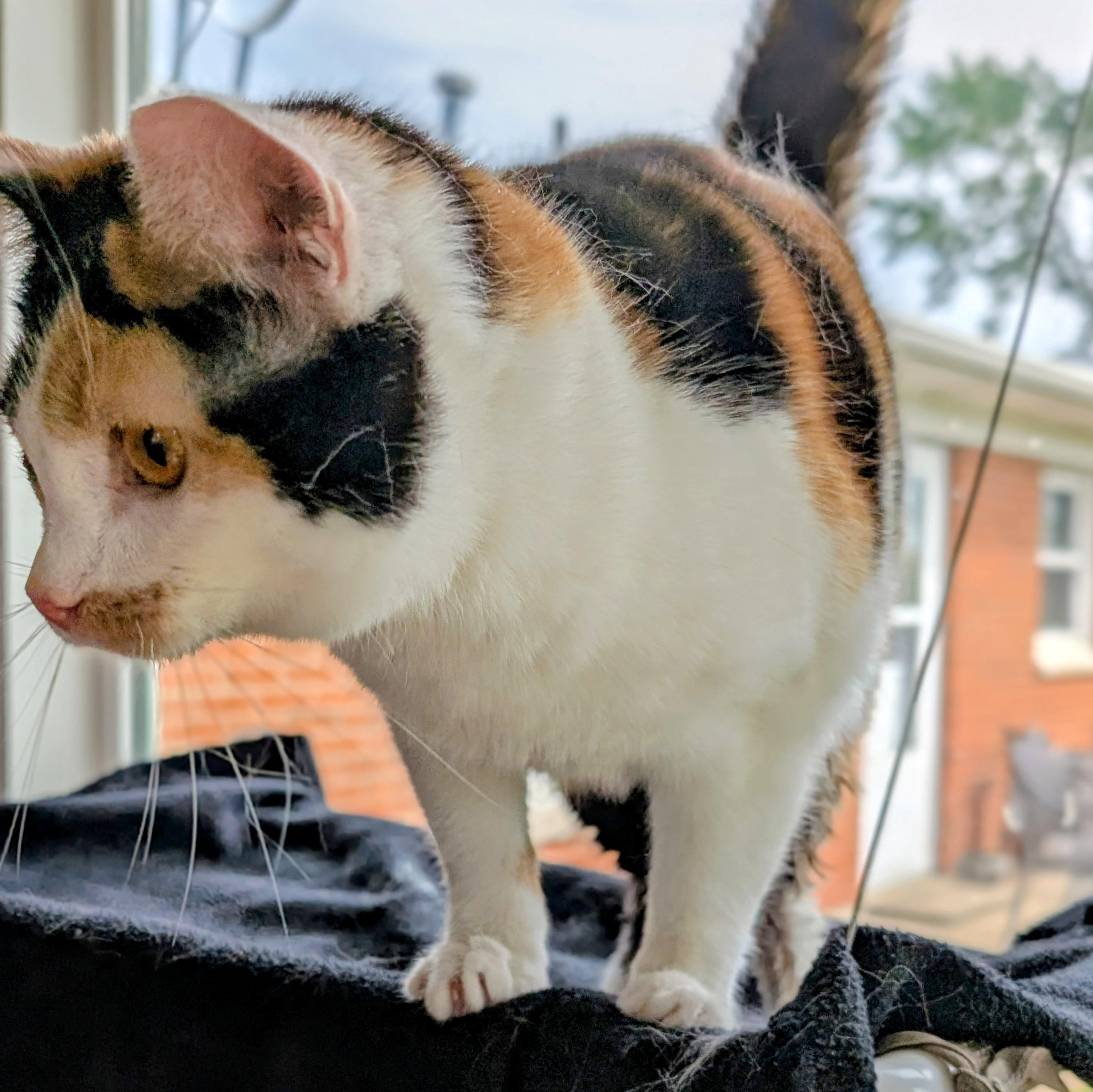 Mz. Gee, a ADOPTABLE Domestic Short Hair in Quincy, OH image 6/6