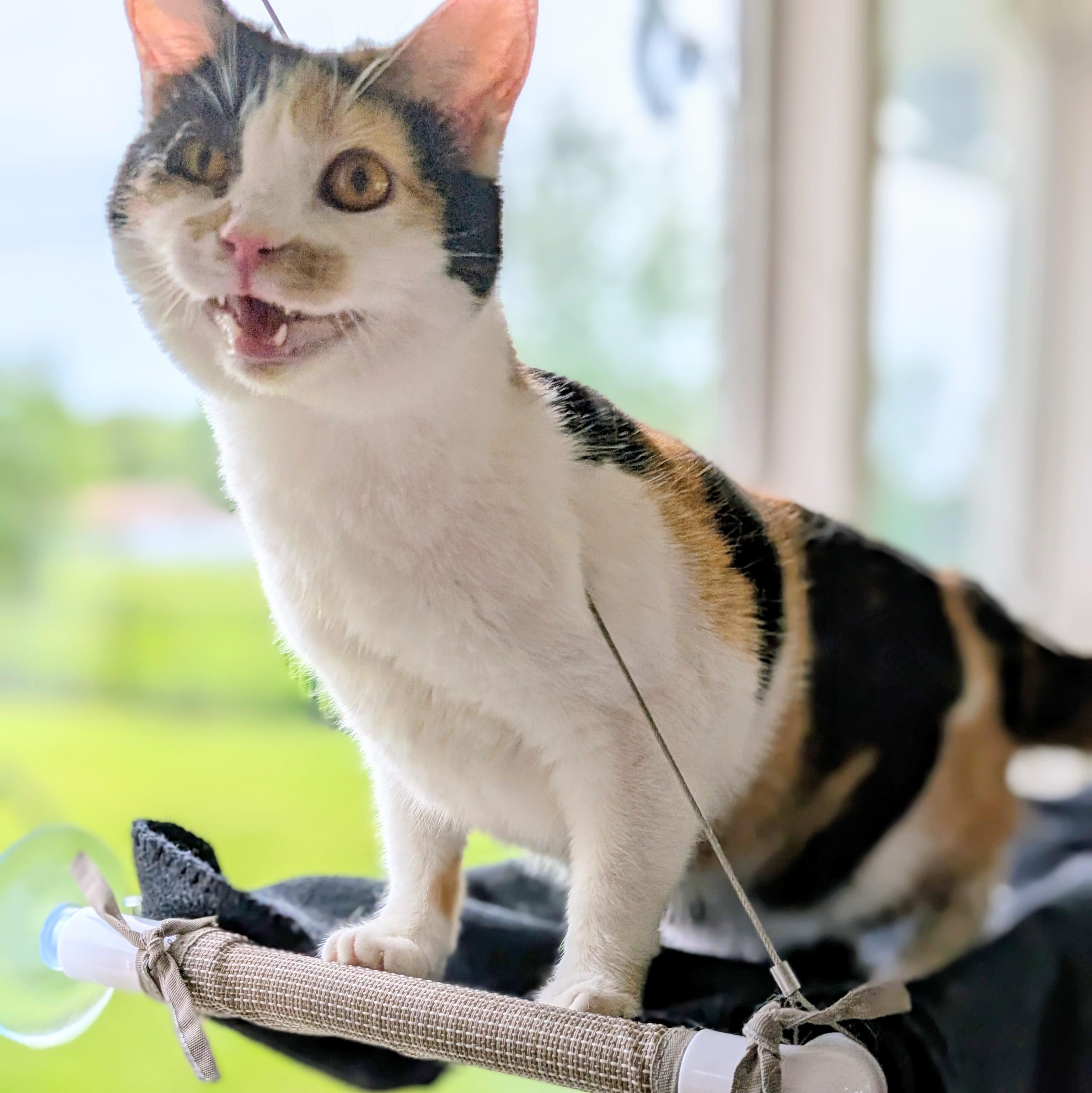 Mz. Gee, a ADOPTABLE Domestic Short Hair in Quincy, OH image 2/6