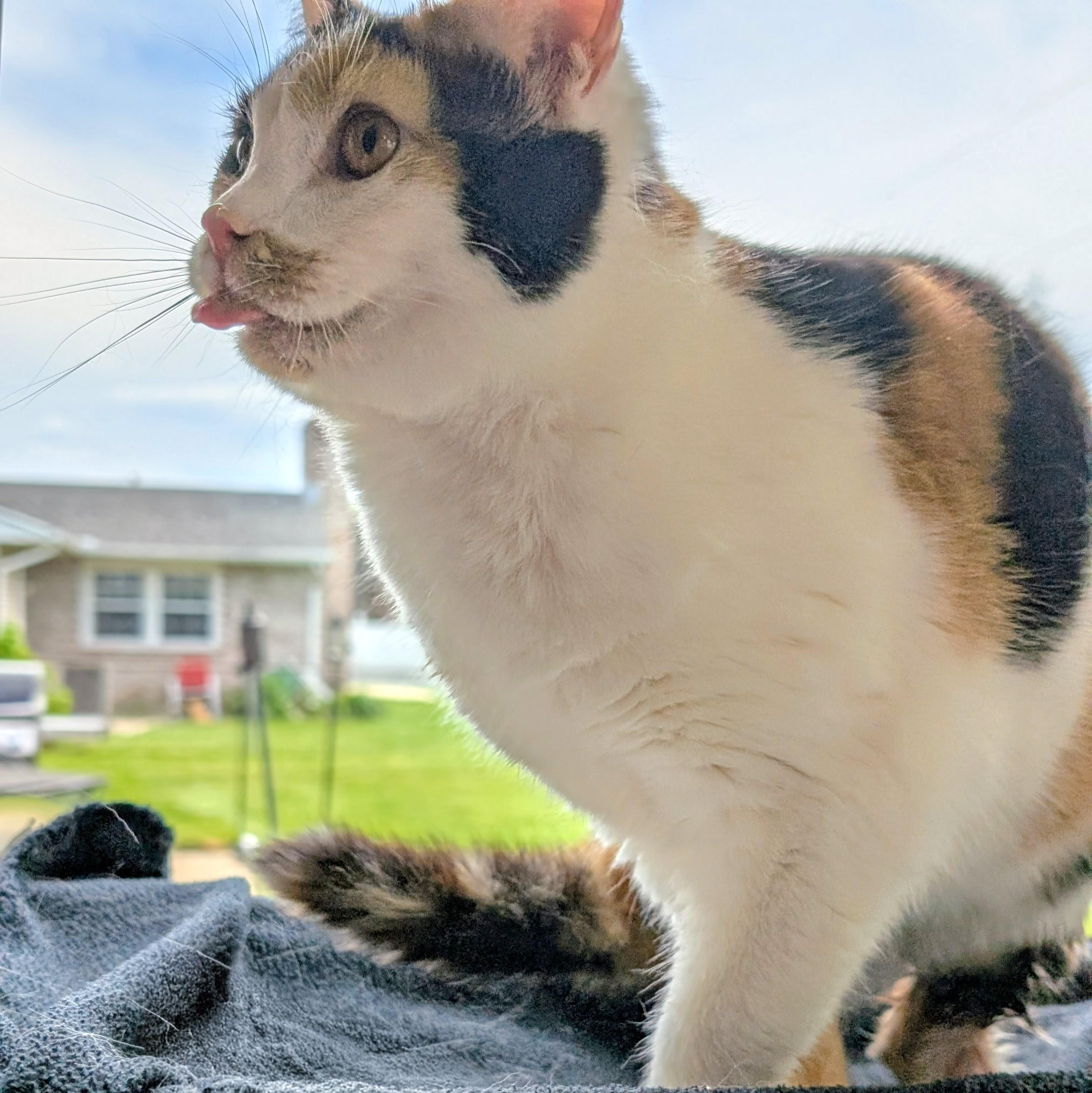Mz. Gee, a ADOPTABLE Domestic Short Hair in Quincy, OH image 5/6