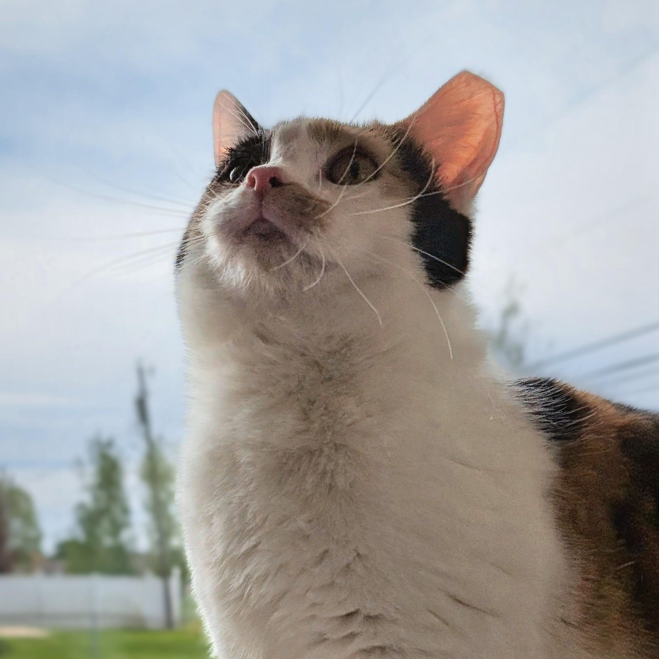 Mz. Gee, a ADOPTABLE Domestic Short Hair in Quincy, OH image 4/6
