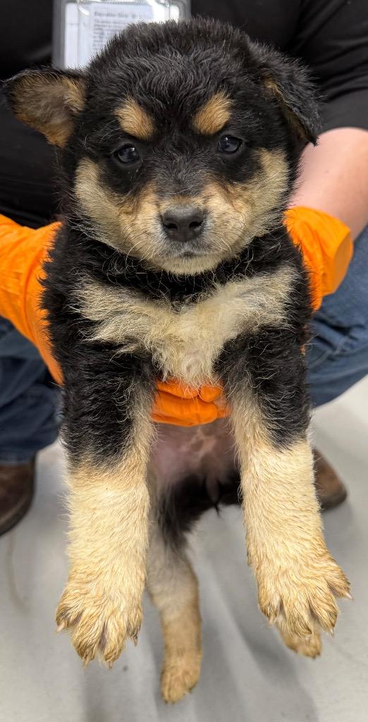 Sleepy, a Adoptable mixed breed in Fayetteville, TN image 1/2