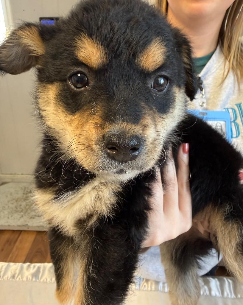 Sleepy, a Adoptable mixed breed in Fayetteville, TN image 2/2