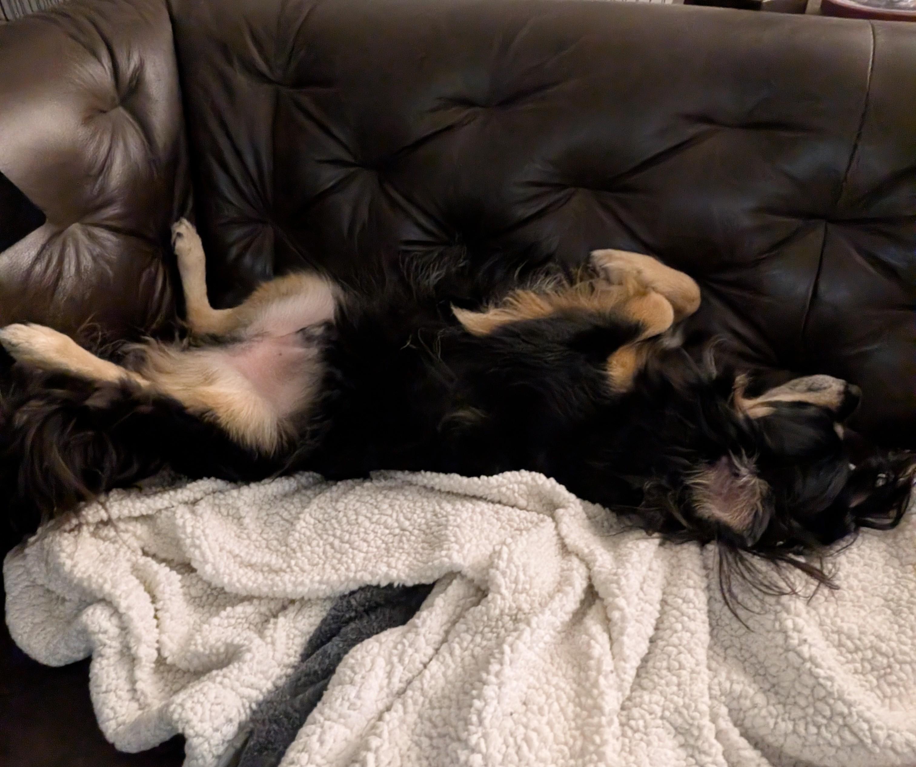 Mose, Adoptable, Young Male Shetland Sheepdog / Sheltie & Spaniel.