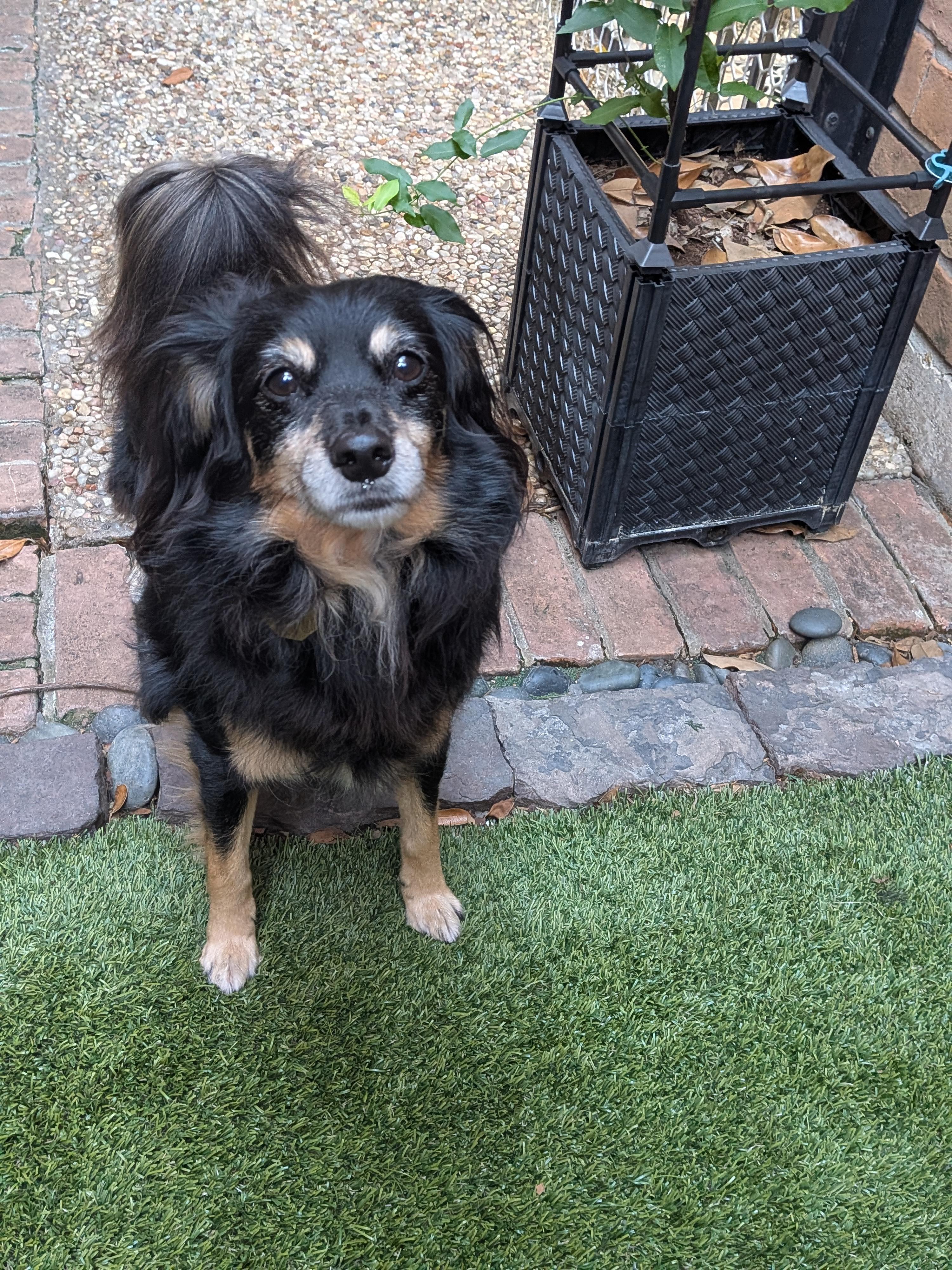 Mose, a Adoptable mixed breed in Putnam, CT image 4/5