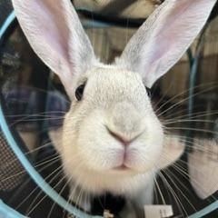 Darcy, a Adoptable Bunny Rabbit in Asheville, NC image 2/4