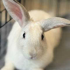 Darcy, a Adoptable Bunny Rabbit in Asheville, NC image 3/4