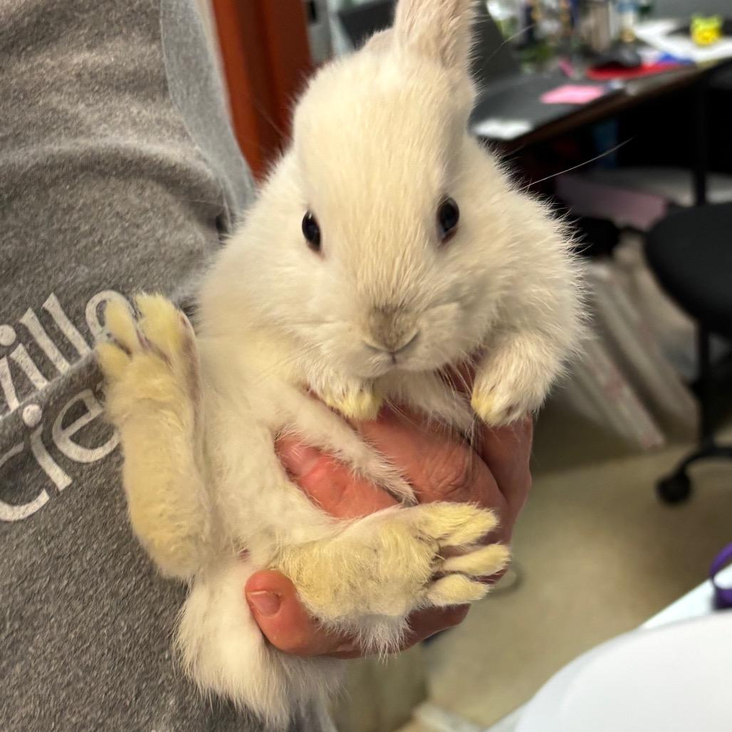 Darcy, a Adoptable Bunny Rabbit in Asheville, NC image 4/4