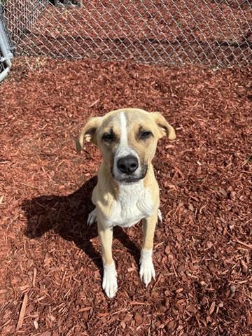 SPLIT, Adoptable, Young Male Labrador Retriever & Mixed Breed.
