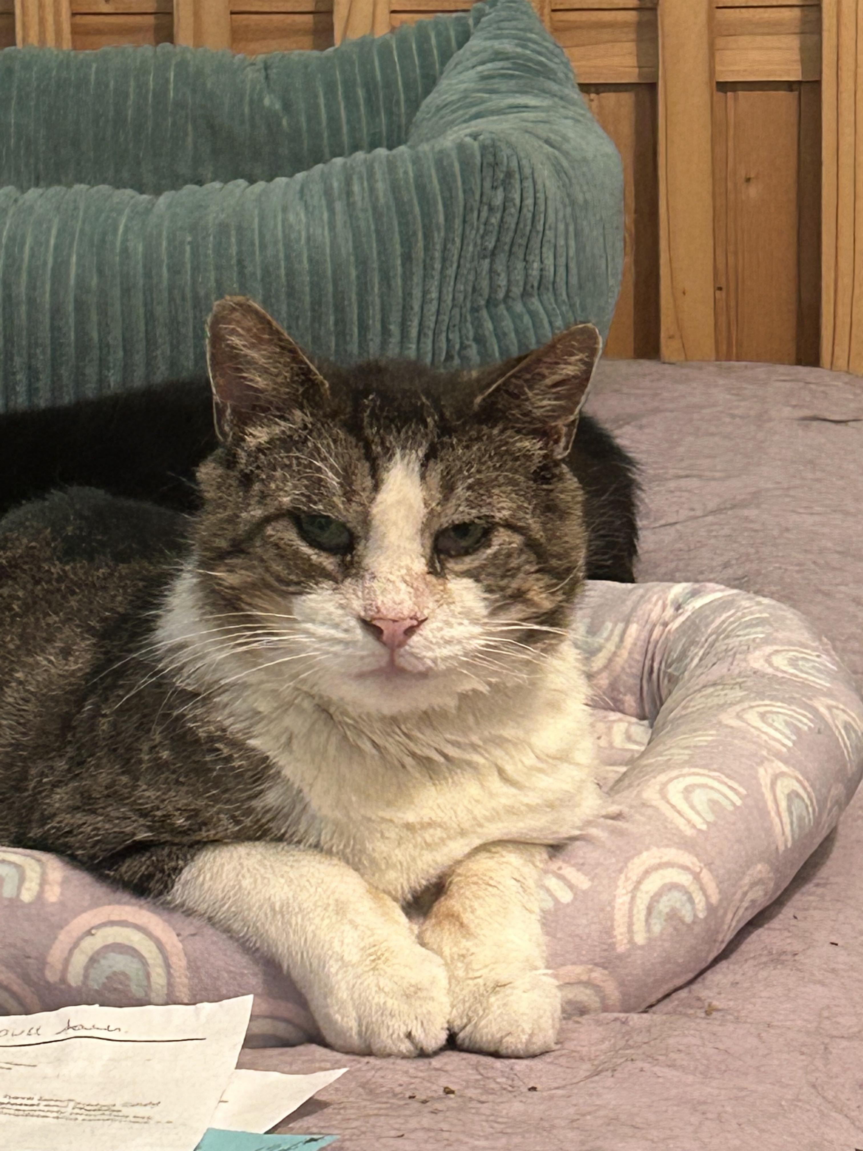 Trooper, ADOPTABLE, Adult Male Domestic Short Hair.