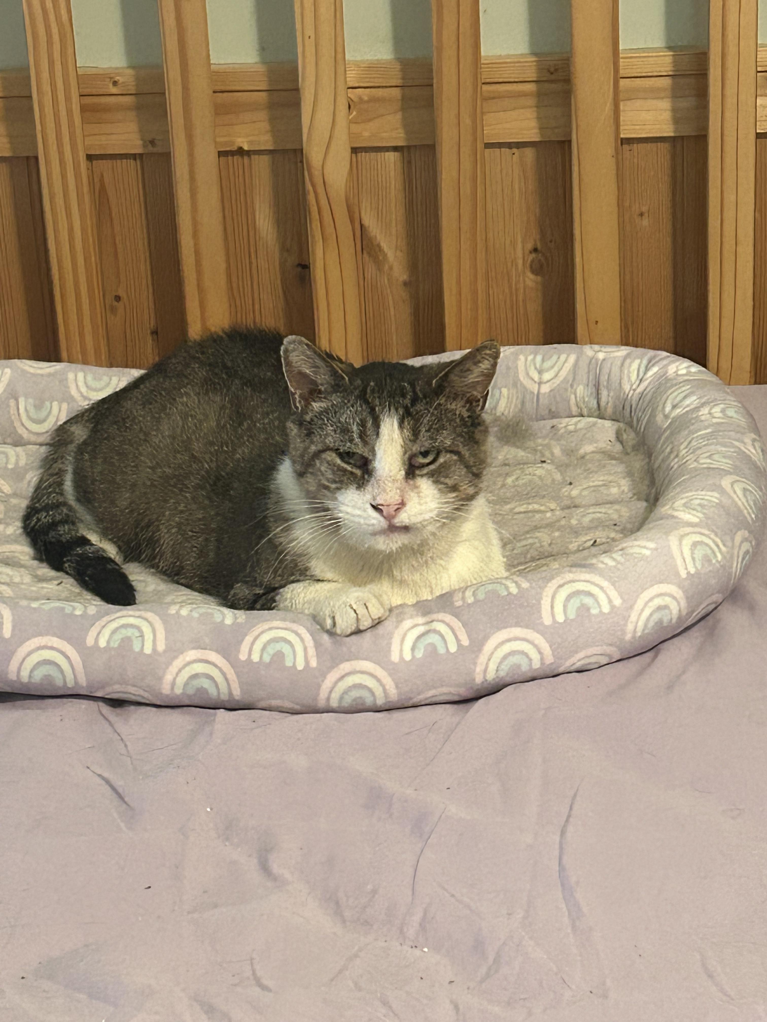 Trooper, a ADOPTABLE Domestic Short Hair in Syracuse, NY image 3/4