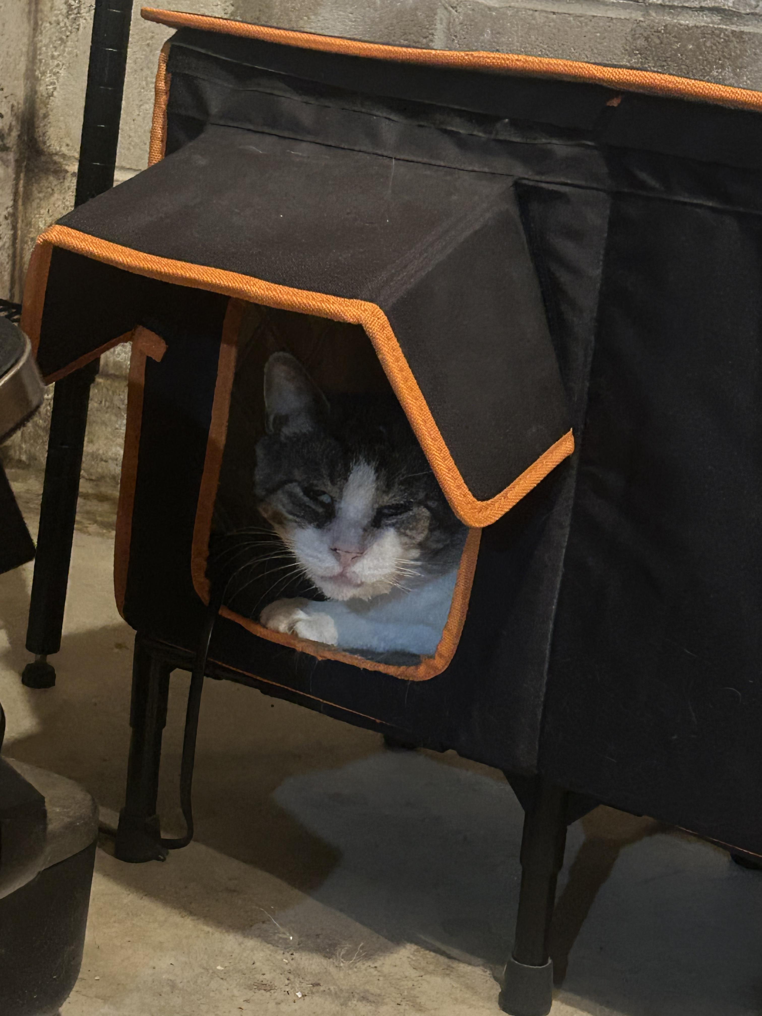 Trooper, a ADOPTABLE Domestic Short Hair in Syracuse, NY image 4/4
