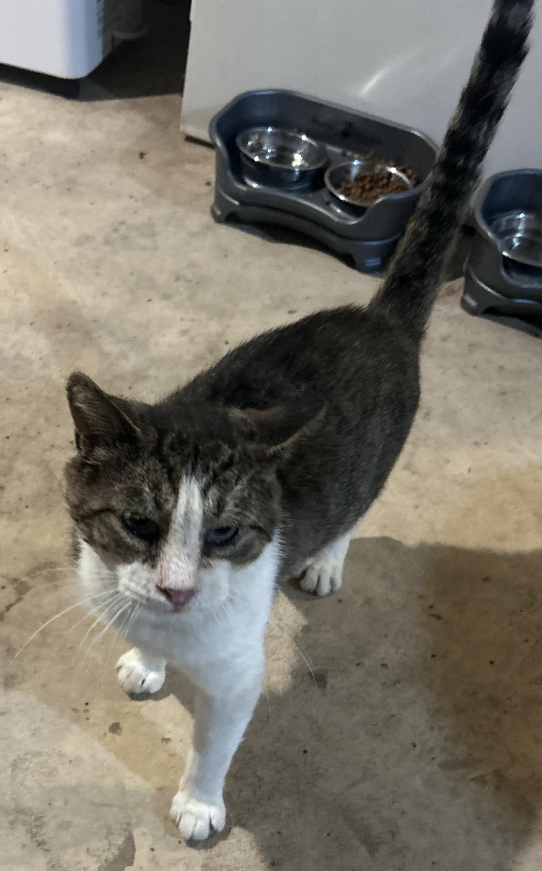 Trooper, a ADOPTABLE Domestic Short Hair in Syracuse, NY image 2/4