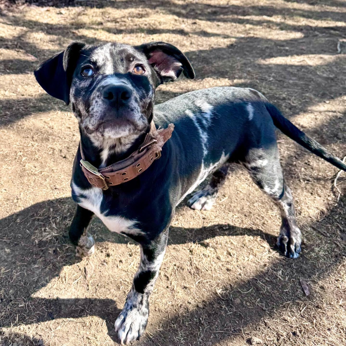 Enlarge Pepper, a ADOPTABLE mixed breed in Sherman, IL image 1/1