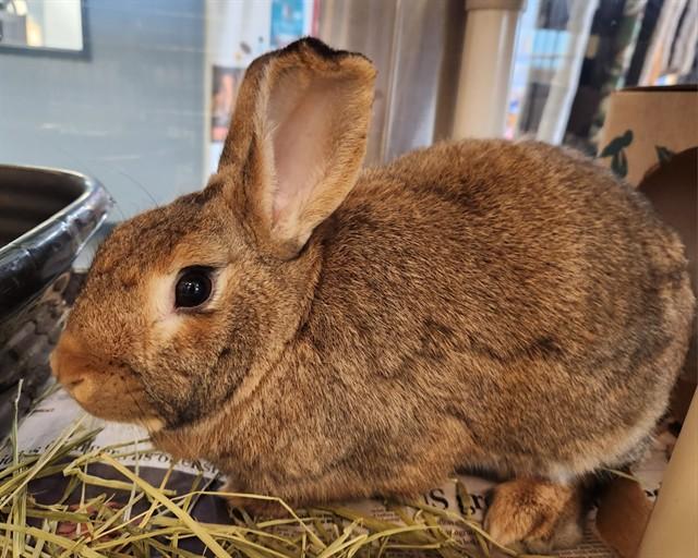 HOPSCOTCH, Adoptable, Young Male Chinchilla.