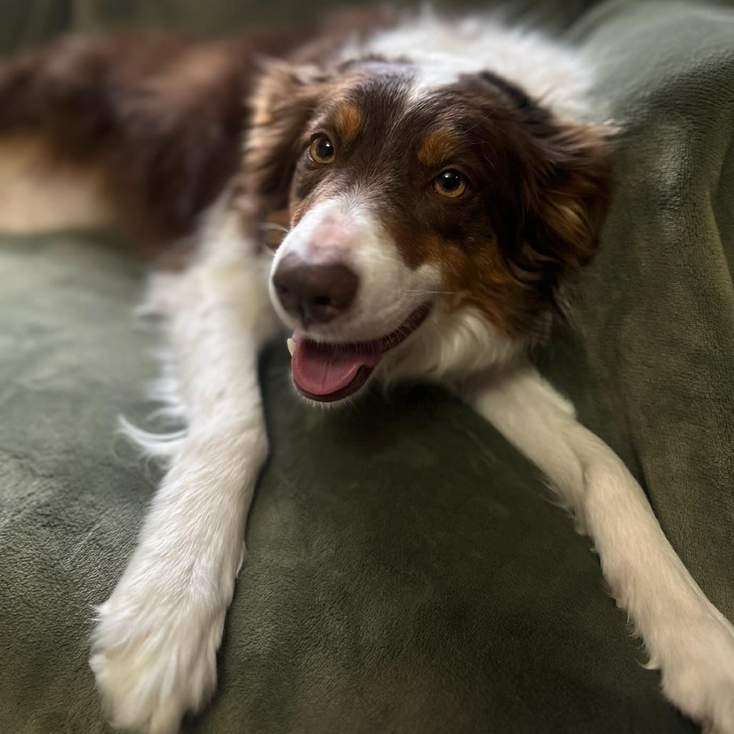 Miley, Adoptable, Adult Female Border Collie.