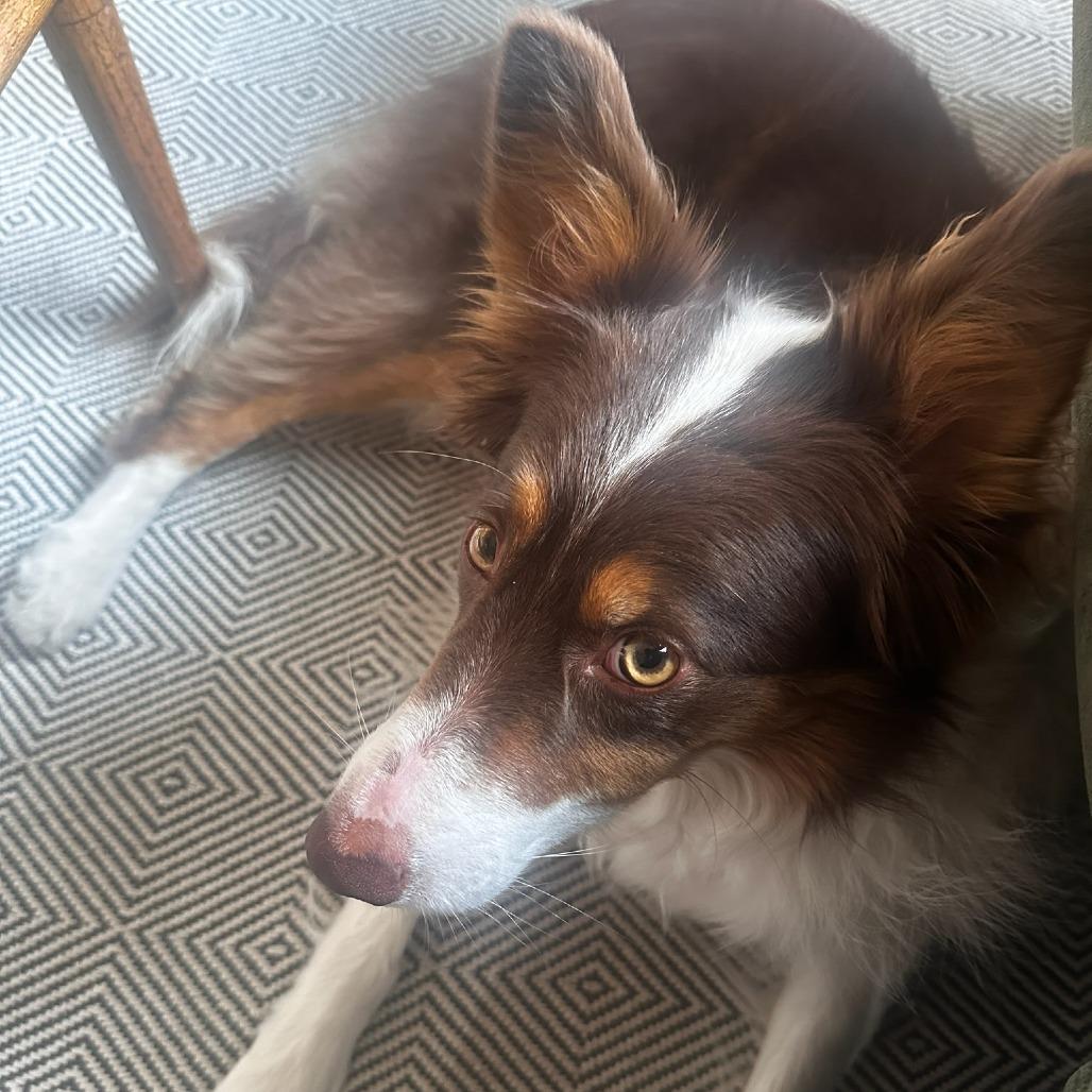 Miley, a Adoptable Border Collie in Murray, UT image 3/4