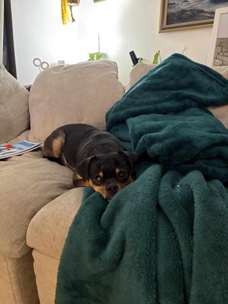 REGGIE, Adoptable, Adult Male Pug & Rottweiler.