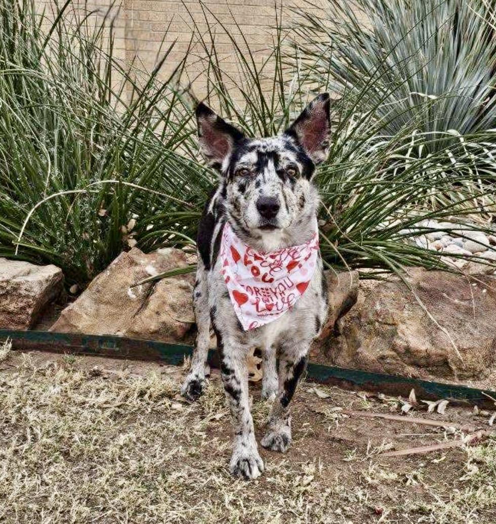 Phoenix , ADOPTABLE, Adult Female Catahoula Leopard Dog & Mixed Breed.