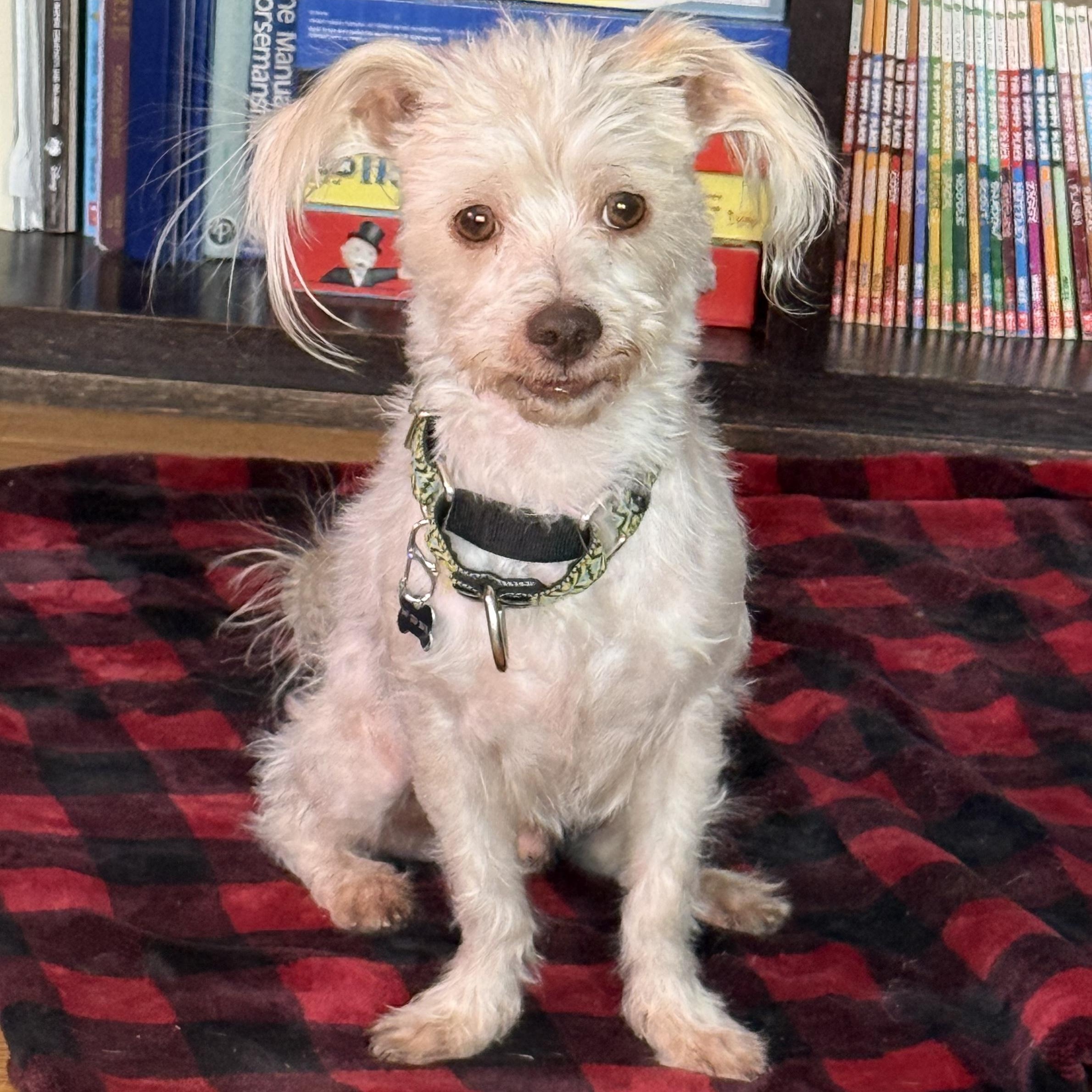 Baker, ADOPTABLE, Adult Male Terrier.