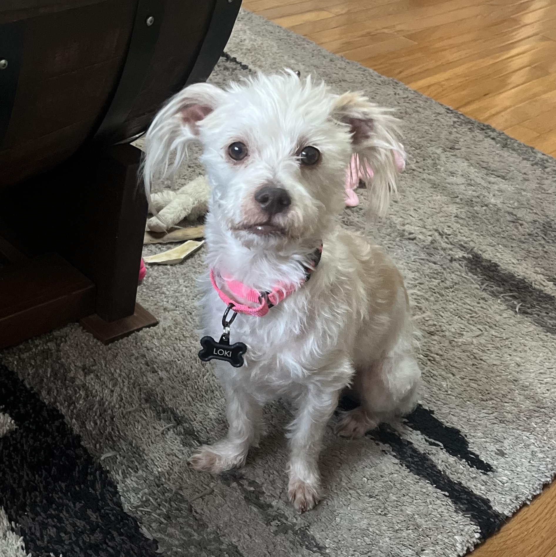 Enlarge Baker, an adopted Terrier in Thornhill, ON image 2/2