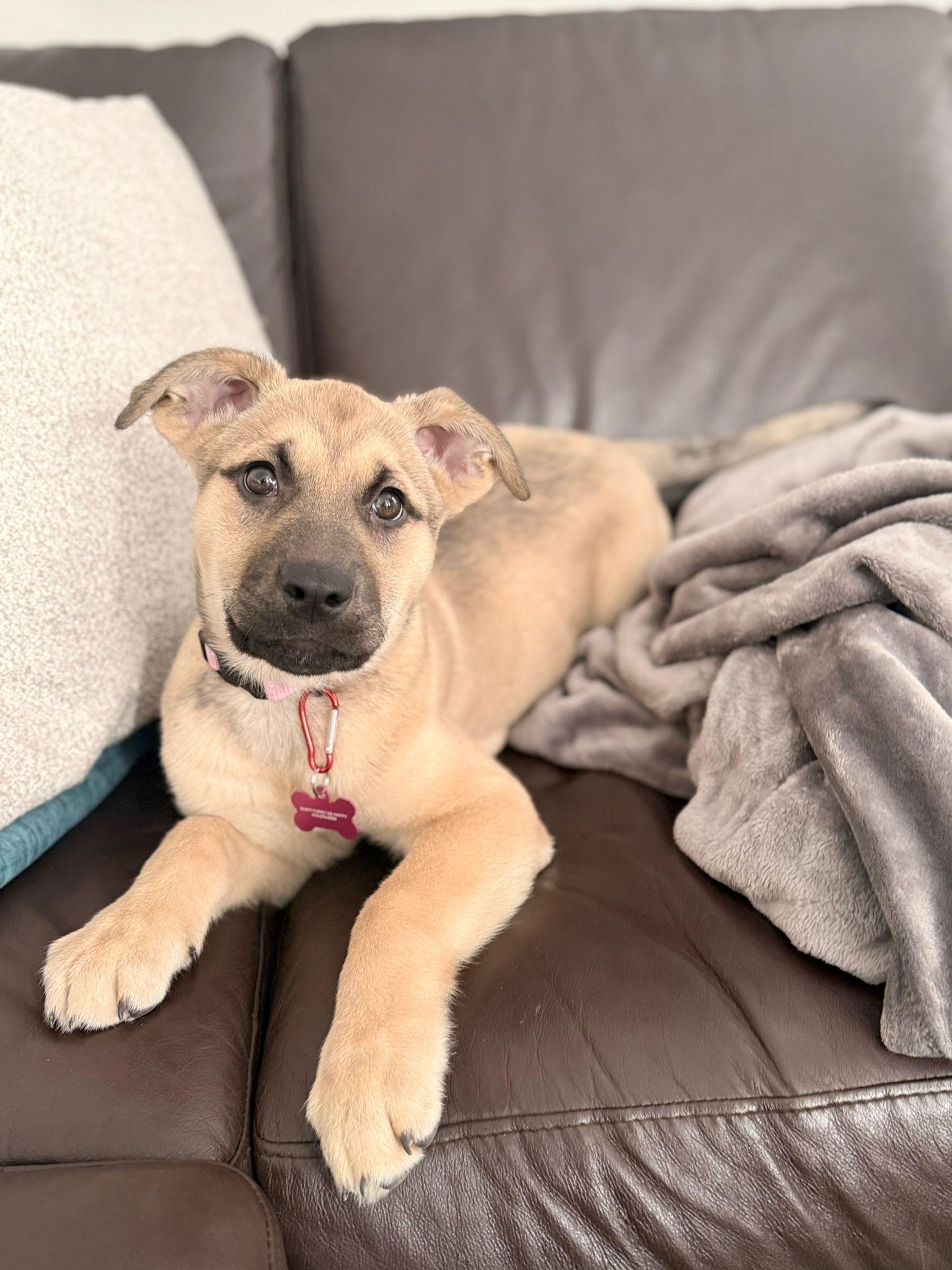 Blitzen, ADOPTABLE, Puppy Female German Shepherd Dog.