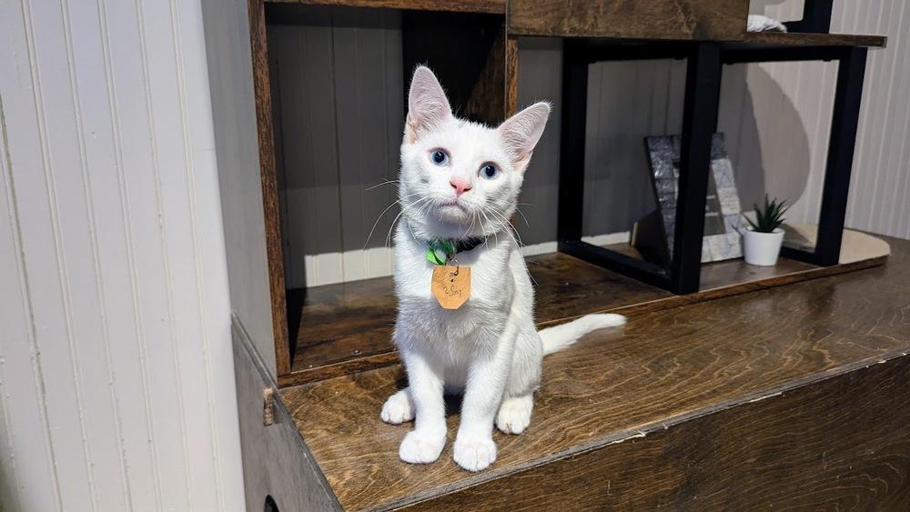 Emerson, Adoptable, Kitten Male Domestic Short Hair.