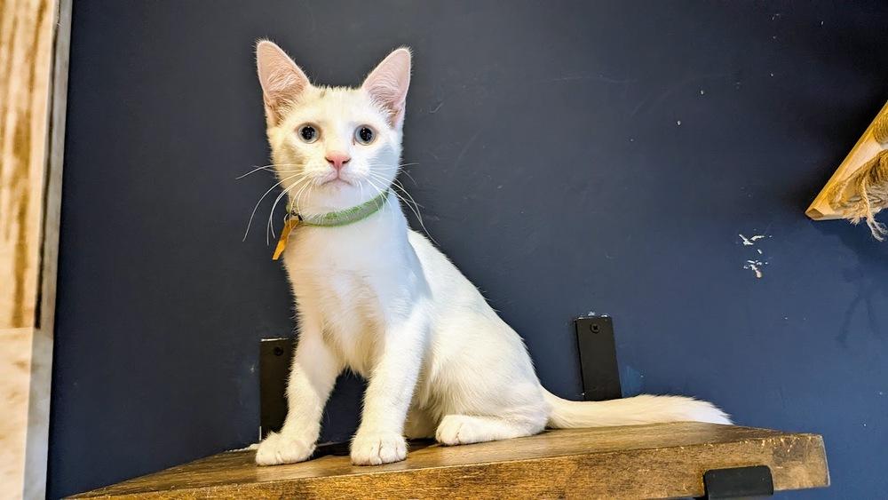 Enlarge Emerson, a Adoptable Domestic Short Hair in Lewisburg, PA image 2/4