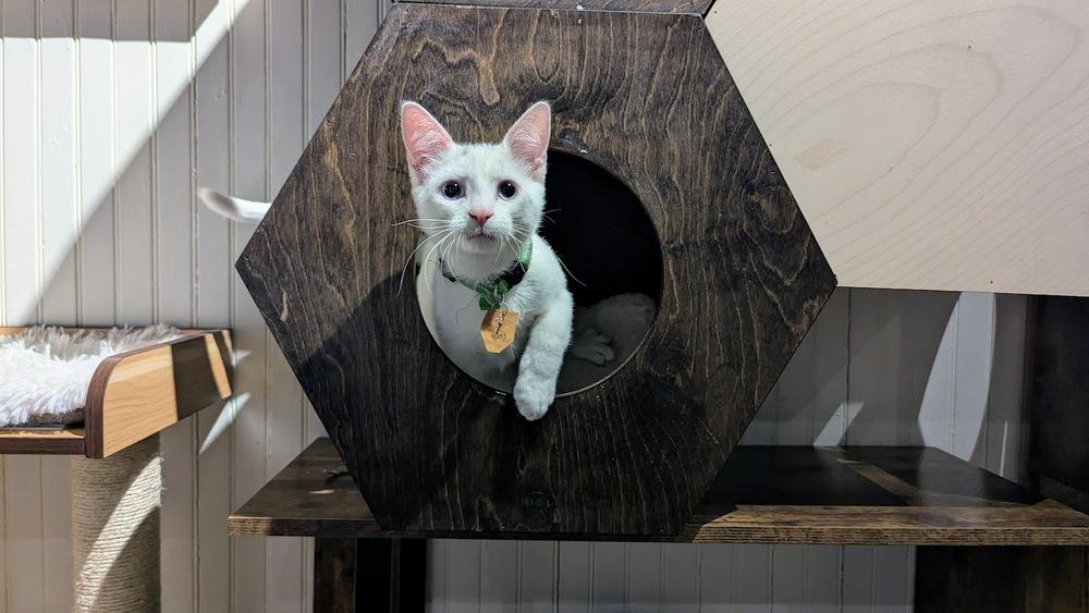 Enlarge Emerson, a Adoptable Domestic Short Hair in Lewisburg, PA image 3/4
