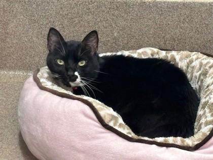 Grigio, a Adoptable Domestic Short Hair in Everett, WA image 1/2