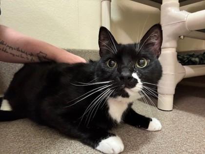 Grigio, a Adoptable Domestic Short Hair in Everett, WA image 2/2