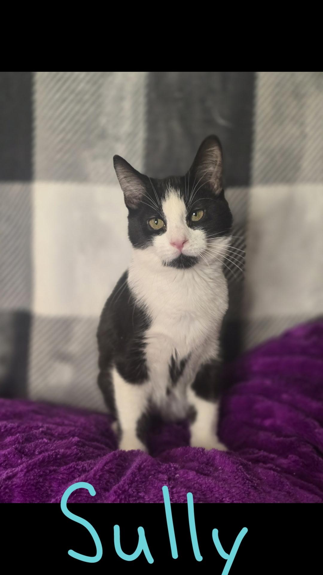 Enlarge Sully, a Adoptable Domestic Short Hair in Allentown, PA image 1/1