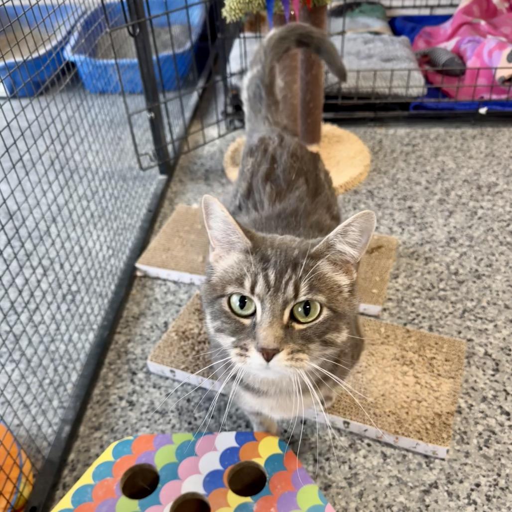 Faith, Adoptable, Adult Female Domestic Medium Hair.