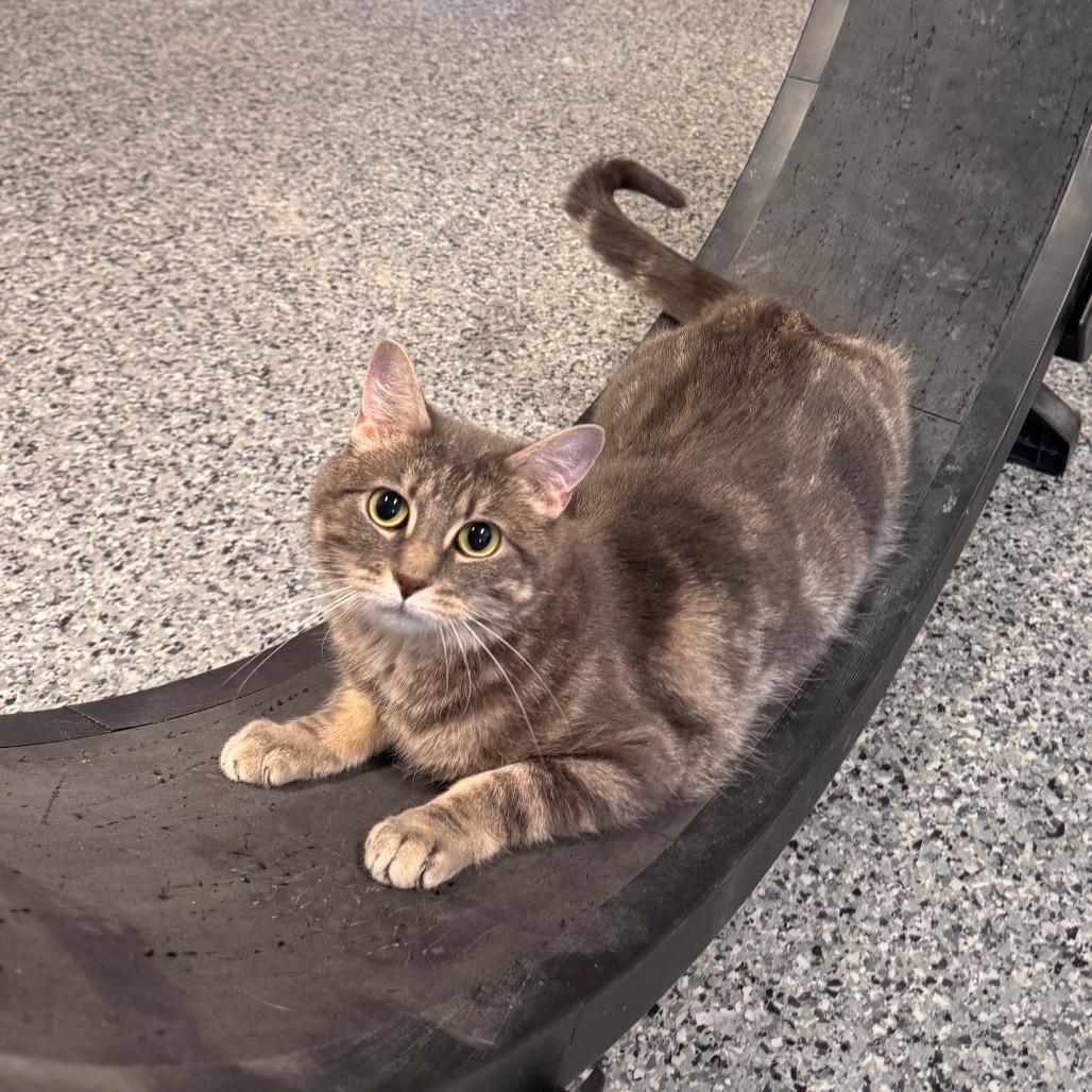 Faith, Adoptable, Adult Female Domestic Medium Hair.