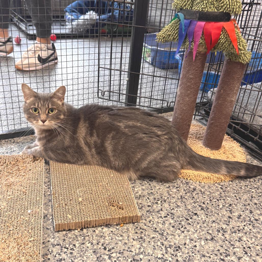 Enlarge Faith, a Adoptable Domestic Medium Hair in Mondovi, WI image 3/5