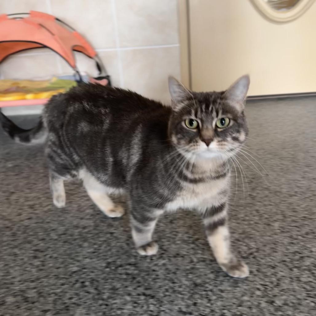 Enlarge Faith, a Adoptable Domestic Medium Hair in Mondovi, WI image 4/6