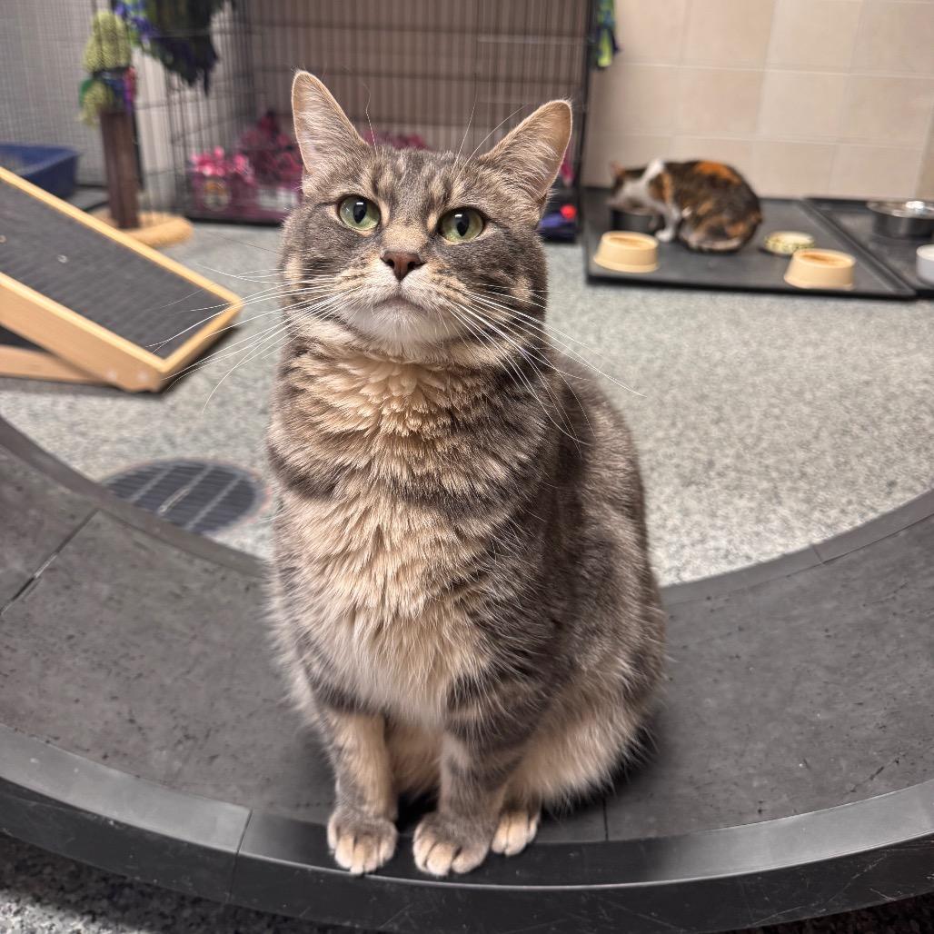 Enlarge Faith, a Adoptable Domestic Medium Hair in Mondovi, WI image 5/6